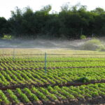 IRRIGAÇÃO
